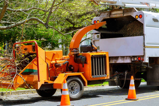 Best Tree Removal Services  in Apple Valley, OH